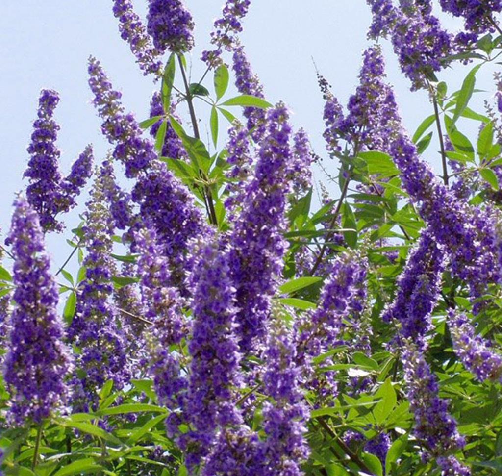 riduri vitex