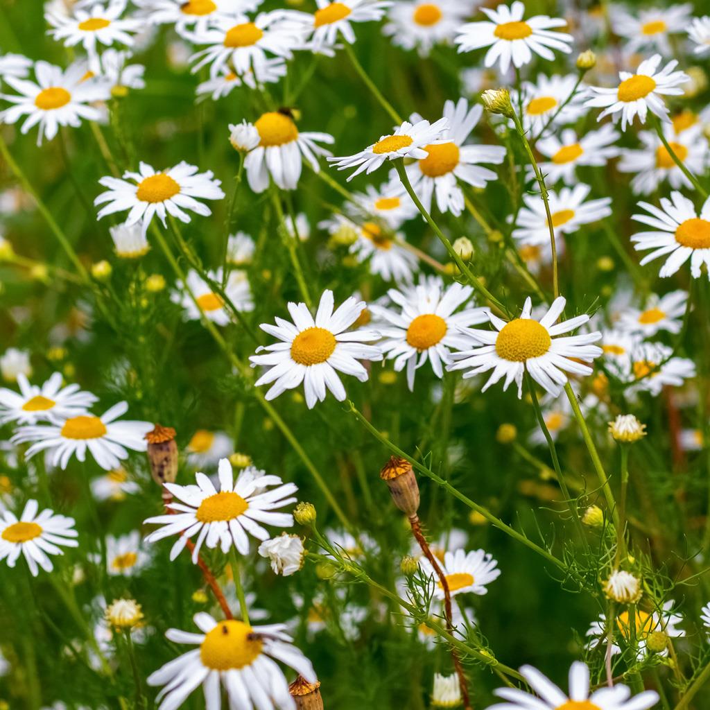 Z 158_158.jpg