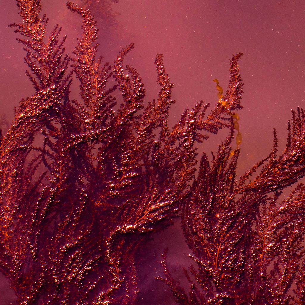 Z 251_251.jpg