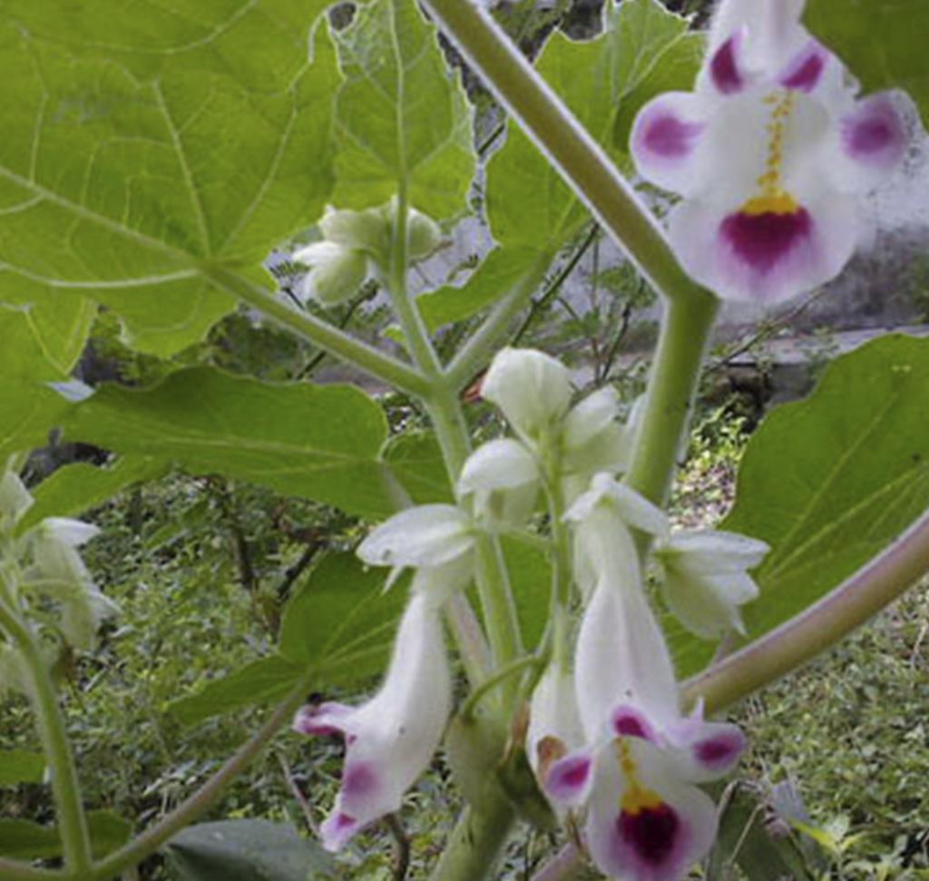 Мартиния душистая фото. Мартиния душистая. Мартиния душистая (Harpagophytum procumbens ). Растение Мартиния Единорог. Martynia annua.