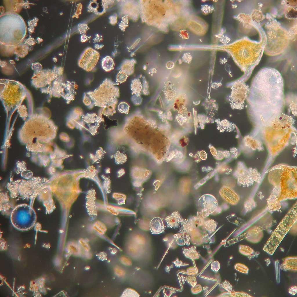 Z 542_Экстракт планктона.jpg