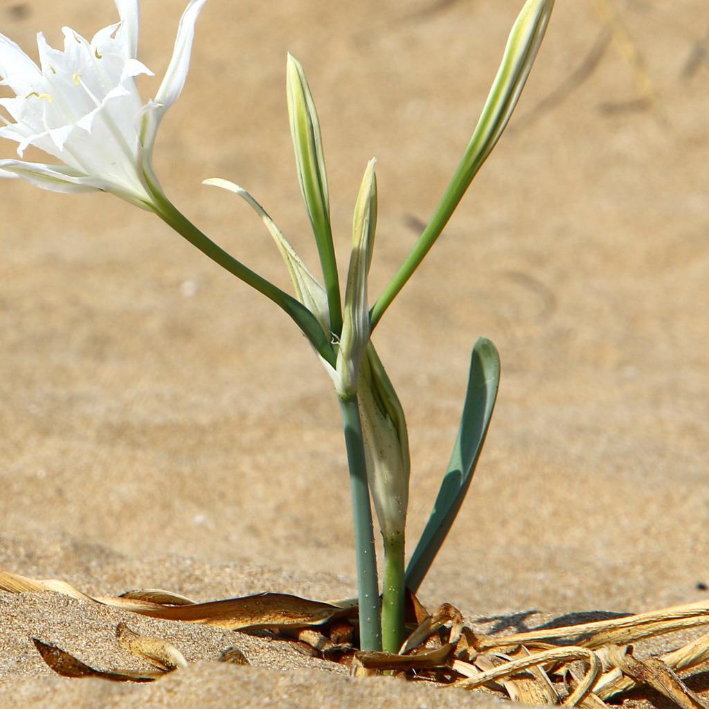 Z 567_z 567.jpg