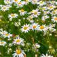 Z 158_158.jpg