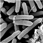 Z 674_PseudoalteromonasFermentExtract.png